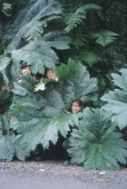 Gunnera tinctoria