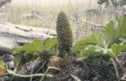 Gunnera tinctoria