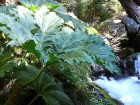 Gunnera tinctoria