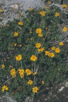 Haplopappus glutinosus
