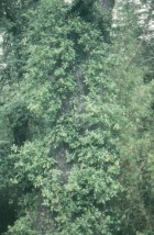 Hydrangea serratifolia