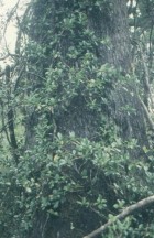 Hydrangea serratifolia