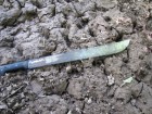 Dicotyles tajacu