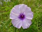 Ipomoea cairica