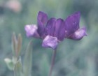 Lathyrus magellanicus