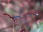 Lestes forficula