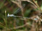 Lestes pictus