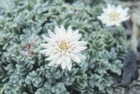 Leucheria leontopodioides