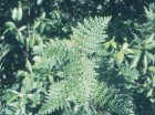 Lomatia ferruginea