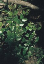 Luma apiculata