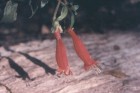 Mitraria coccinea