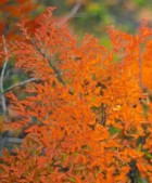 Nothofagus antarctica