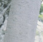 Nothofagus betuloides