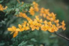 Nothofagus betuloides