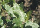 Nothofagus obliqua