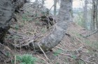 Nothofagus pumilio