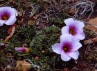 Oxalis laciniata