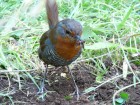 Scelorchilus rubecula