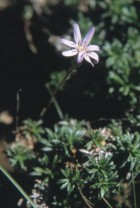 Perezia recurvata