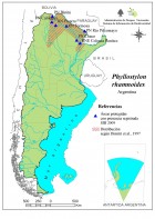 Phyllostylon rhamnoides