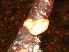 Polyporus gayanus