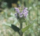 Prunella vulgaris