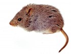 Abrothrix olivacea