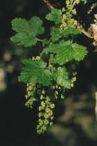 Ribes magellanicum