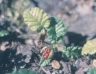 Rubus geoides