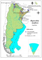 Ruprechtia laxiflora