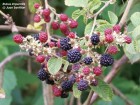 Rubus imperialis