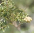 Saxegothaea conspicua