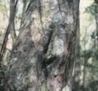 Saxegothaea conspicua