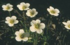 Saxifraga magellanica