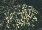 Saxifraga magellanica