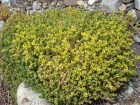 Sedum acre