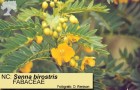 Senna birostris