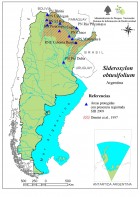 Sideroxylon obtusifolium