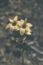 Sisyrinchium arenarium