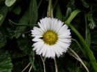 Symphyotrichum vahlii