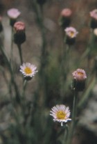 Symphyotrichum vahlii