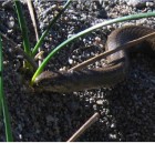 Galvarinus chilensis