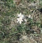 Tristagma patagonicum