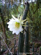 Trichocereus thelegonoides