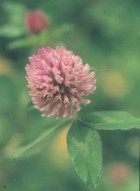 Trifolium pratense