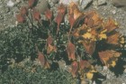 Tropaeolum incisum