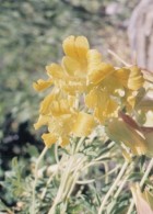 Tropaeolum incisum
