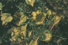 Tropaeolum incisum