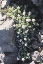 Valeriana philippiana