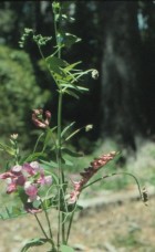 Vicia nigricans
